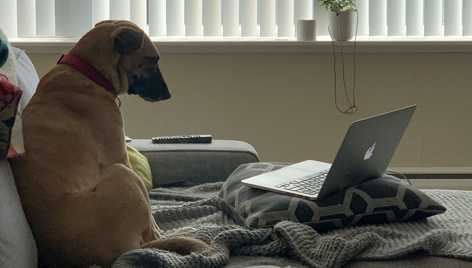 Dog videoconferencing.